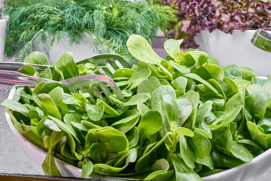 Fresh, healthy food