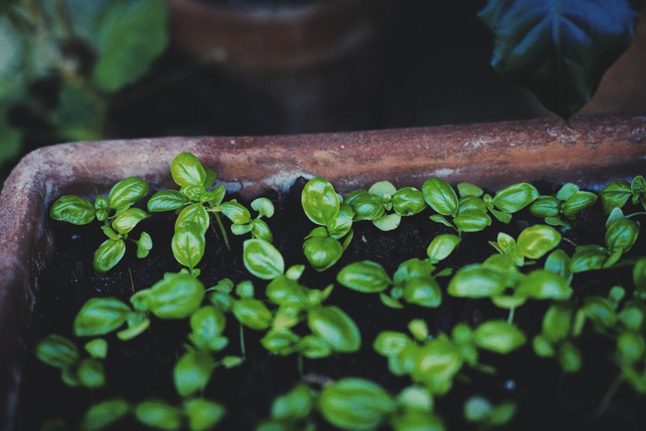 Coming Back to Hydration, Breath And The Overlooked Basics, Made Simple