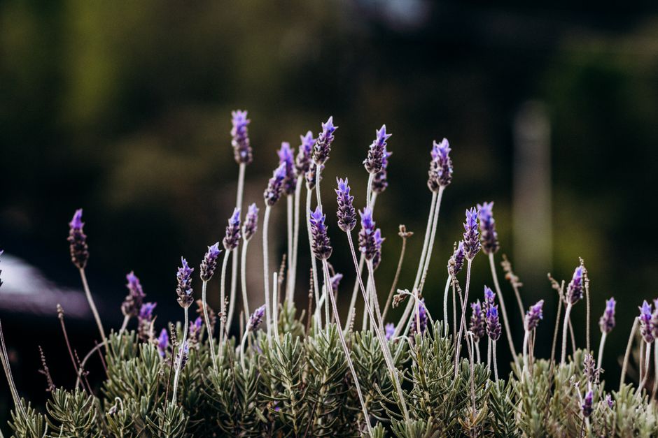 Herbs And Botanicals: A Cautious Look as a Daily Habit, Minus the Overwhelm