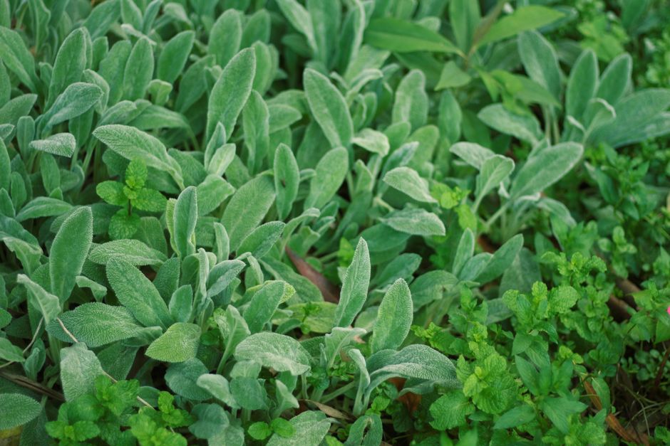 Herbs And Botanicals: A Cautious Look: What Most People Miss