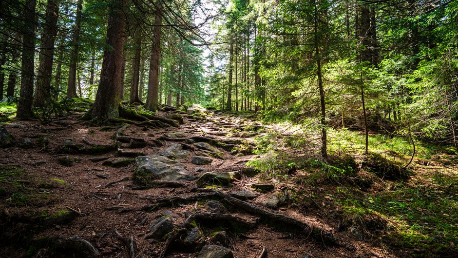 Simplicity As A Health Strategy: Where to Start
