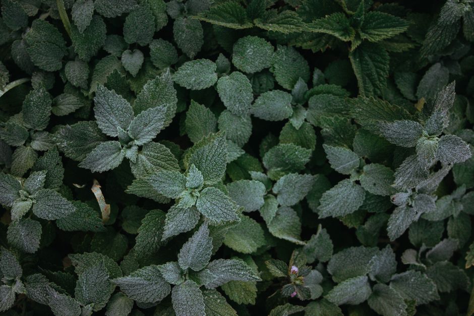 The Truth About Herbs And Botanicals: A Cautious Look