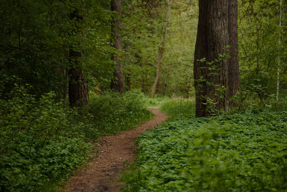 The Truth About The Ordinary Virtues Of Walking